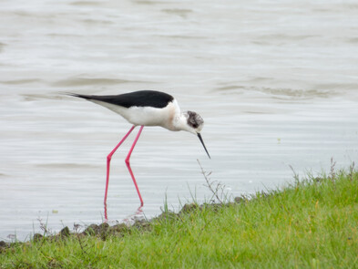 Thumbnail of Black Winged Stilt